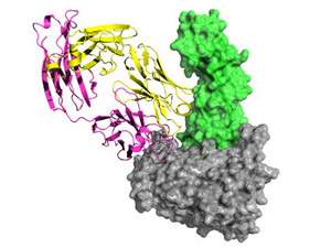 This image of the complex studied by the Caltech team shows gp120 in gray, CD4 in green, the 21c antibody's light chain in yellow, and its heavy chain in magenta.[Credit: Caltech/Ron Diskin]