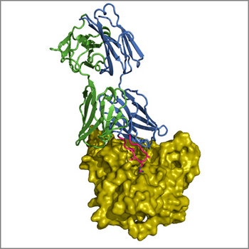 The increased potency of a new HIV antibody (green and blue), is explained by an insertion (pink) that contacts the inner domain of the HIV gp120 spike protein (yellow). [Credit: Ron Diskin/Caltech]