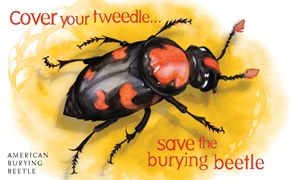 Cover your tweedle... save the burying beetle. AMERICAN BURYING BEETLE: The large, spectacularly colored American burying beetle has disappeared from more than 90 percent of its former range due to disruption of its food chain by humans, including the human-caused decline of top predators like wolves and bears and carrion species such as passenger pigeons. The beetle was put on the endangered species list in 1989.