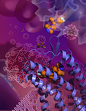 This image shows the HIV drug maraviroc grabbing hold of CCR5 in an inactive conformation that prevents HIV from using the receptor to enter cells. (Image courtesy of the Wu lab, SIMM.)