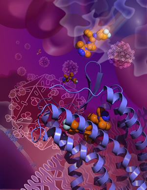 The new Science Express study reveals the structure of the CCR5 cell surface receptor, which most strains of HIV use to enter human immune cells. This image shows the HIV drug maraviroc grabbing hold of CCR5 in an inactive conformation that prevents HIV from using the receptor to enter cells. (Image courtesy of the Wu lab, SIMM.)