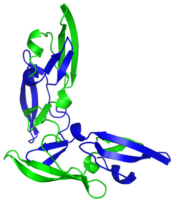 The experimentally determined structure of one of the engineered dimers (CVN2L0). One CV-N repeat is shown in green, while the other appears in blue. The polypeptide linker is not shown. [Credit: Caltech/Jennifer Keeffe]
