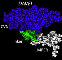 The DAVEI molecule is comprised of two main pieces: Membrane Proximal External Region (MPER), which attaches to the viral membranes, and cyanovarin (CVN), which binds to the sugar coating of the virus's protein spike.
