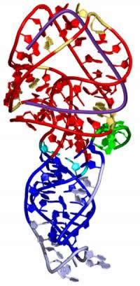 The human gene CCR5
