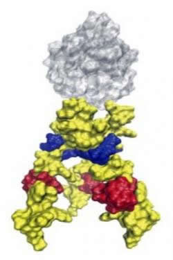 Three legs of the critical gp41 HIV protein are shown in yellow. Blue and red show where antibodies can bind and disable the virus when the legs are extended. Photo by Patrick Reardon and Leonard Spicer