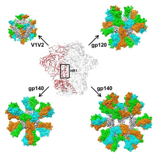 IMage: Nanoparticle Mimics HIV 