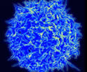 Colorized scanning electron micrograph of a T cell, a type of lymphocyte that plays a central role in the immune response. Photo credit: NIAID T cell