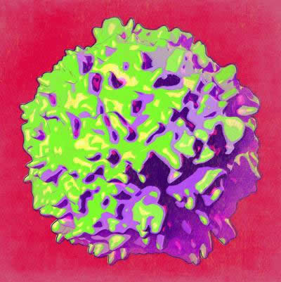 An array of lymphoid cells (image)