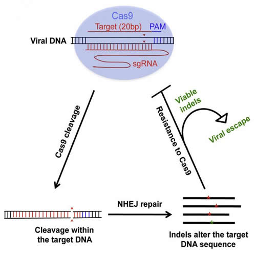 HIV-1 Can Escape Cas9/sgRNA-Mediated Inhibition (image)