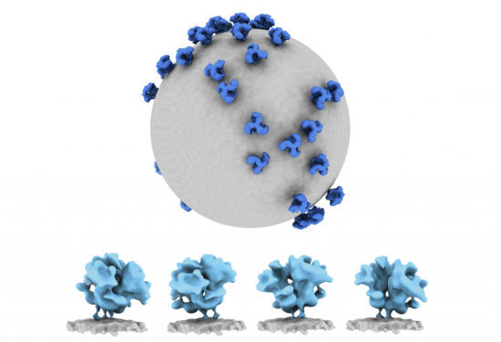Cryo-electron microscopy was used to gather 3-dimensional images of nearly complete HIV virus particles. The studies provide a detailed portrait of the antigenic face, the Env glycoprotein (blue), that HIV presents to the immune system and revealed new aspects of how it exists on the virus surface.Kelly Lee/Lee Lab at the University of Washington Cryo-electron microscopy was used to gather 3-dimensional images of nearly complete HIV virus particles.
