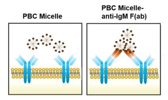 Activating antibody production