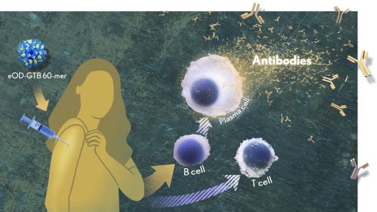 Researchers used a customized nanoparticle (top left) to learn more about guiding the immune system to mount a desired robust response, the type needed for an effective HIV vaccine. Credit: Donny Bliss, NIH Antibodies_Blog_Body