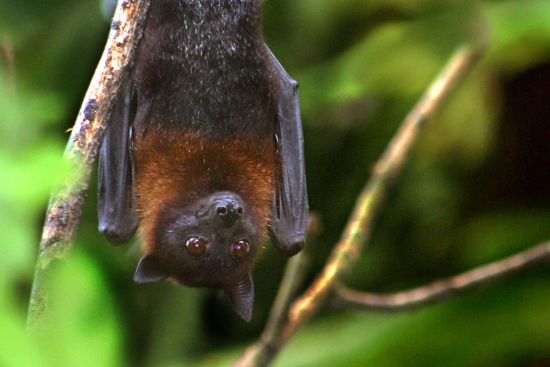 Stopping Nipah Before It Spreads