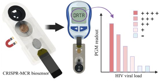 A simple, portable, CRISPR-powered microfluidic biosensor for HIV virus detection using a personal glucose meter (Courtesy of Changchun Liu) A simple, portable, CRISPR-powered microfluidic biosensor for HIV virus detection using a personal glucose meter (Courtesy of Changchun Liu)