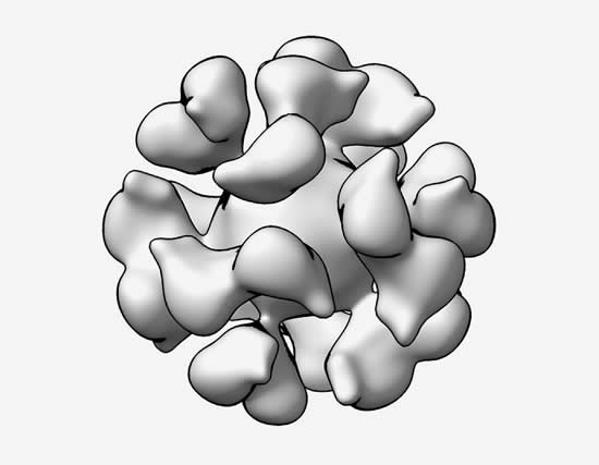 An cryoelectron microscopic reconstruction model of the EBV gp350-ferritin nanoparticle.