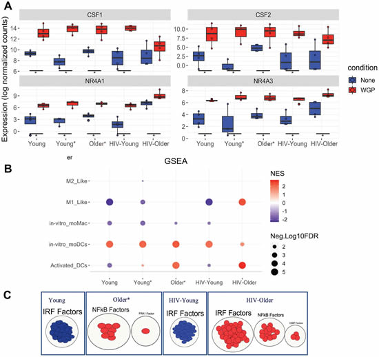 CAPTION: Figure 6. Dectin-1 stimulation leads to distinct signatures of differentiation. CREDIT: 2023 Kumar et al.