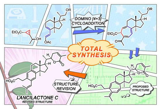 CAPTION: Flow of structure revision and synthesis of lancilactone C. CREDIT: KyotoU/ Ayumi Uchino