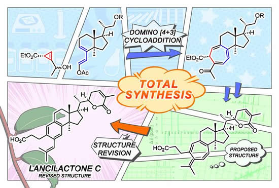 Image: CAPTION: Flow of structure revision and synthesis of lancilactone C. CREDIT: KyotoU/ Ayumi Uchino CAPTION: Flow of structure revision and synthesis of lancilactone C. CREDIT: KyotoU/ Ayumi Uchino