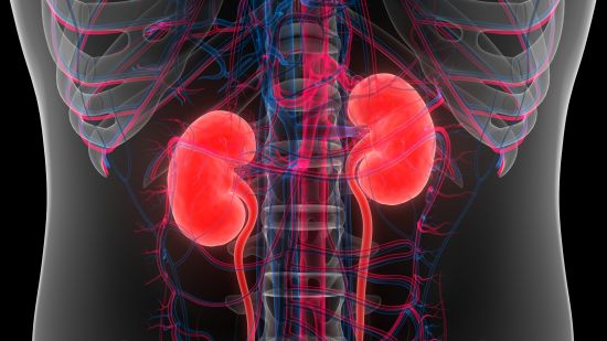 kidneys kidneys