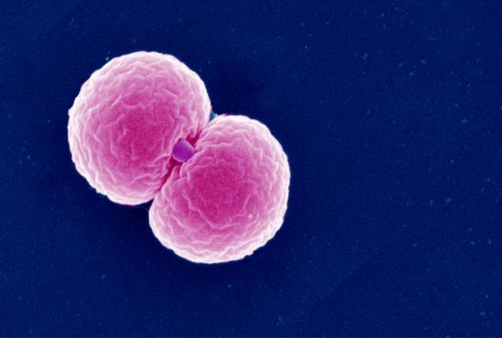 Gonorrhoea pathogen under a microscope showing Gonococcus electron micrograph Gonorrhoea pathogen under a microscope showing Gonococcus electron micrograph