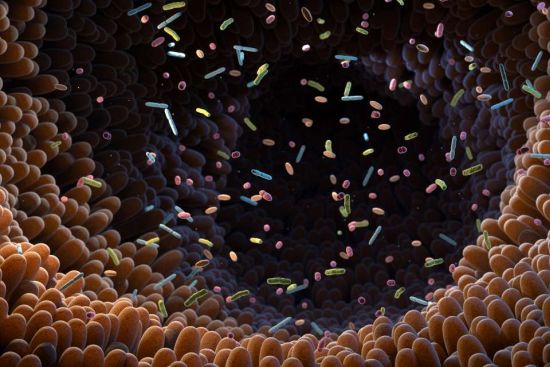 Image: Gut microbiome Gut microbiome