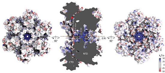 Image: HIV-1 - Image Credit: Xu, et al