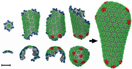  HIV-1 capsid