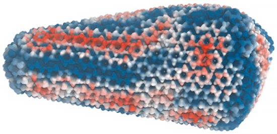 The HIV-1 capsid encloses its genetic material, traveling all the way to the nucleus of infected white blood cells before it breaks apart to unleash its deadly genetic cargo. Simulations based on experimental evidence were developed on TACC's Frontera supercomputer and revealed stress-strain patterns of the capsid just prior to the critical break-up stage, indicating potential vulnerabilities to exploit for drug design. Image shows strain of the HIV-1 capsid, with red and blue colors corresponding to compressive and expansive strain, respectively. Credit: Yu, et al. DOI:10.1073/pnas.2117781119 The HIV-1 capsid encloses its genetic material, traveling all the way to the nucleus of infected white blood cells before it breaks apart to unleash its deadly genetic cargo.