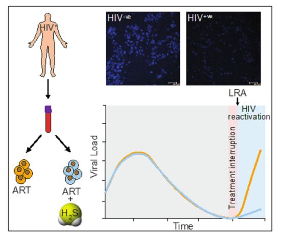 Hydrogen sulphide donor (GYY4137) subverts HIV reactivation from latently infected human T-cells derived from ART treated HIV patients. Upper panel: A fluorescent indicator detecting diminished endogenous H2S levels inside HIV-infected cells (HIV+ve) compared to uninfected cells (HIV-ve).<br>Credit: Virender Kumar Pal HIV-H2S