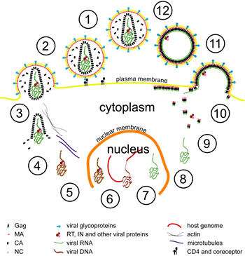 A simplified representation of HIV's lifecycle. (John Briggs/EMBL)