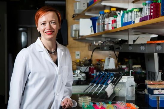 There are nine different types of herpesviruses that infect humans, and only two cause cancer, says Katya Heldwein, American Cancer Society, Massachusetts Division, Professor of Molecular Biology, pictured in her lab in 2018. Photo: Anna Miller / Tufts University