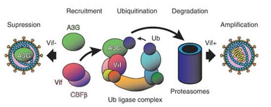 CAPTION When encapsidated in budding HIV-1 virions, APOBEC3G (A3G) suppresses viral amplification by modifying the viral genome after reverse transcription in infected cells (left). But HIV-1 Vif catalyzes degradation of A3G, leading to infectious virions (right). CREDIT: OIST CAPTION When encapsidated in budding HIV-1 virions, APOBEC3G (A3G) suppresses viral amplification by modifying the viral genome after reverse transcription in infected cells (left). But HIV-1 Vif catalyzes degradation of A3G, leading to infectious virions (right). CREDIT: OIST