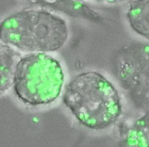 A microscopic view of MRSA bacteria invading human cells during infection.