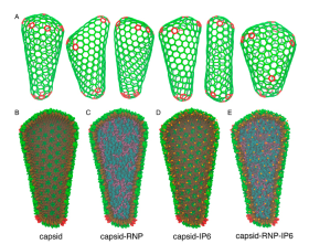 Mature HIV-1 capsids have distinct variations in the size and shape.