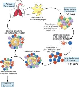 Infection of the alveolar macrophages is tuberculosiss first step but what if we could change that? Credit: Alissa Rothchild