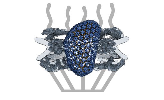 An HIV-1 capsid penetrates a nuclear pore complex by interacting with the spaghetti-like proteins inside the channel, behaving like the cells own cargo transport proteins.
Credits:Image courtesy of the Schwartz Lab.