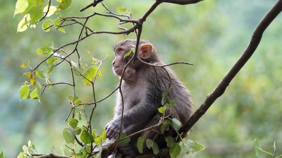 Rhesus macaque seen in a tree. (Credit: CC photo via Wikimedia commons)