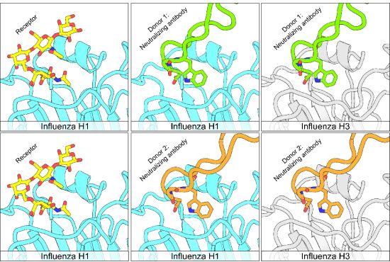 Humans mount convergent H1N1-H3N2 neutralizing antibody responses to influenza virus. Panels are derived from structures reported by Simmons et al., (PDB 7TRH, 7RRI and 3UBE by Xu et al., for the model of receptor engagement).