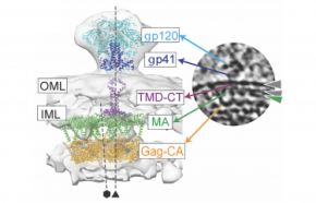 Figure illustrates how two key parts of the virus, the Env surface protein and internal Gag assembly are organized relative to each other in newly assembled, immature virus particles.