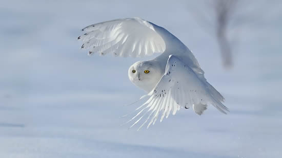 Snowy White Owl