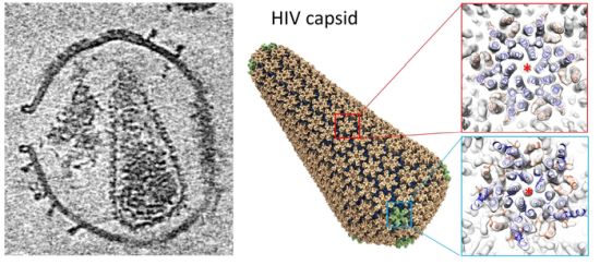 Structure of HIV capsid