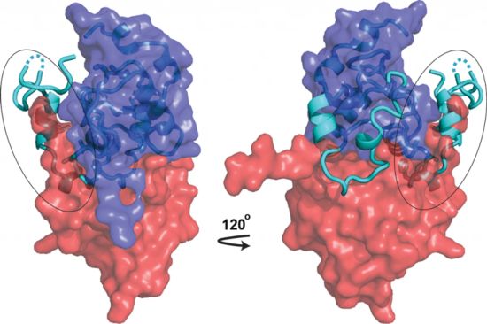 Earlier structure solved in the Jia Lab revealed that the conformation of the HIV-1 protein Nef responsible for downregulating CD4 (cartoon, cyan) is incompatible with Nef dimerization (two protomers of the dimer are in blue and red, respectively).