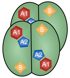  Four identical subunits make up the antiviral SAMHD1 enzyme. Each subunit must bind a molecule of GTP at its A1 site and an A, T, C or G nucleotide at its A2 site before the enzyme can break down additional A, T, C and G nucleotides at its S sites. Stivers Lab, Johns Hopkins Medicine 