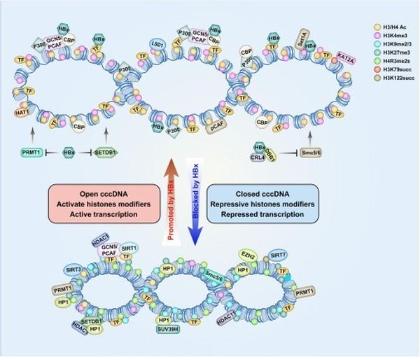 Schematic representation of histone-modifying factor recruitment on cccDNA minichromosomes in relation to viral protein HBx. In the presence of HBx, histone-modifying factors such as p300/CBP, Set1A, and HAT1 are activated and loaded onto cccDNA, resulting in an open configuration of the cccDNA minichromosomes. This open configuration allows viral gene transcription, which leads to a high level of viral replication. Conversely, in the absence of HBx, host restriction factors such as HDAC1, PRMT1, and SIRT3 are loaded onto cccDNA, resulting in a closed configuration of the cccDNA minichromosomes. This closed configuration leads to repression of viral gene transcription, resulting in a low level of viral replication. PRMT1, arginine methyltransferase 1; CBP, CREB binding protein; HDAC1, histone deacetylase 1; SIRT3, sirtuin 3; HAT1, histone acetyltransferase 1.