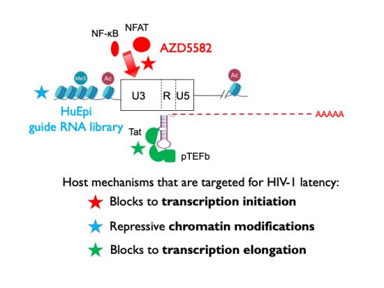 A color-coded graphic showing the relationships between host mechanisms that are targeted for HIV latency, including transcription initiation and elongation machinery, and chromatin modification mechanisms.
