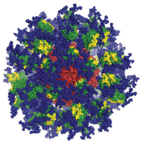 eOD-GT8 immune-stimulating protein