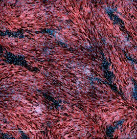 Connective tissue cells (fibroblasts; the blue cell nuclei are visible) in a cell culture were almost all infected by monkeypox viruses after one day if the viruses had previously been incubated with seminal fluid. Torbica et al., Emerging Microbes & Infections (2026)