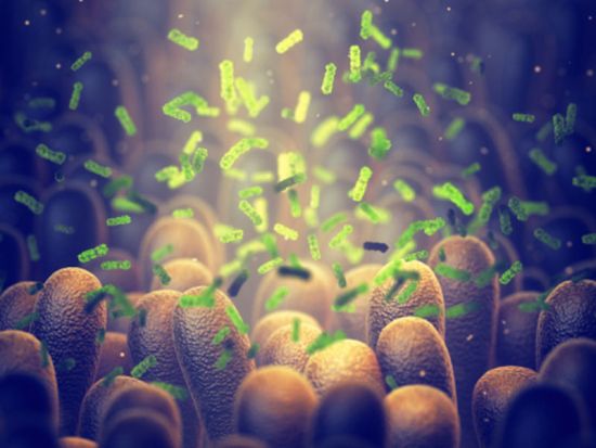 The study seeks to understand the protective functions of intestinal immune cells and their relationship with specific gut microbial species that become depleted during chronic HIV infection, even with antiretroviral therapy. Illustration by Shutterstock. gut bacteria