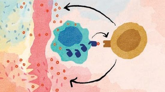Dr Shane Devine (left) and his colleagues Dr Marcel Doerflinger and Prof David Komander.