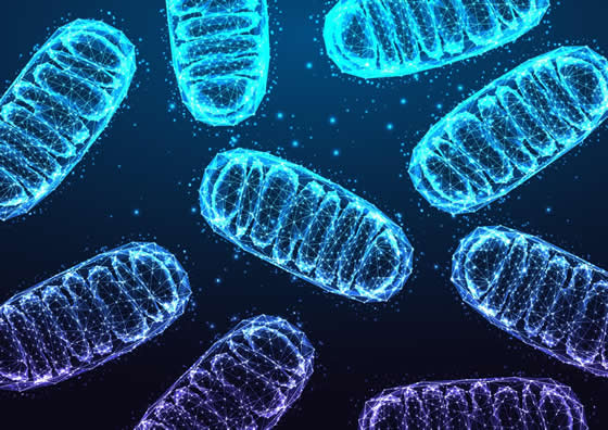 The innovative study identifies a key protein that genetically controls mitochondrial architecture, potentially unlocking new insights into cellular energy production and disease progression.